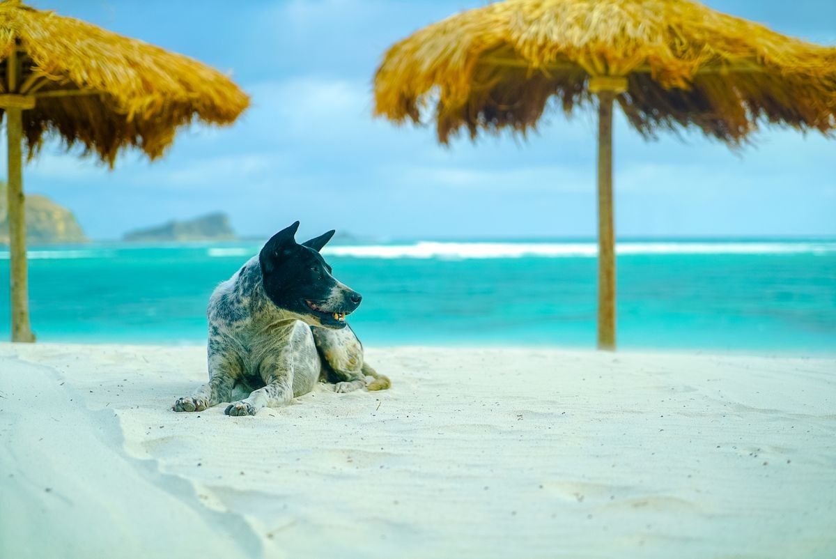 Dog and Beach